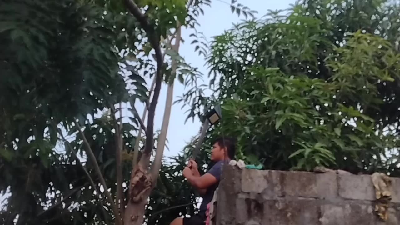 Tanam Pohon Kecil Walaupun Hanya Dua Buah | Menghijaukan dan Menyejukkan Alam Sekitar