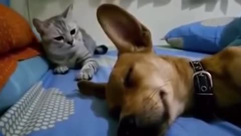 cat slaps the dog farting.