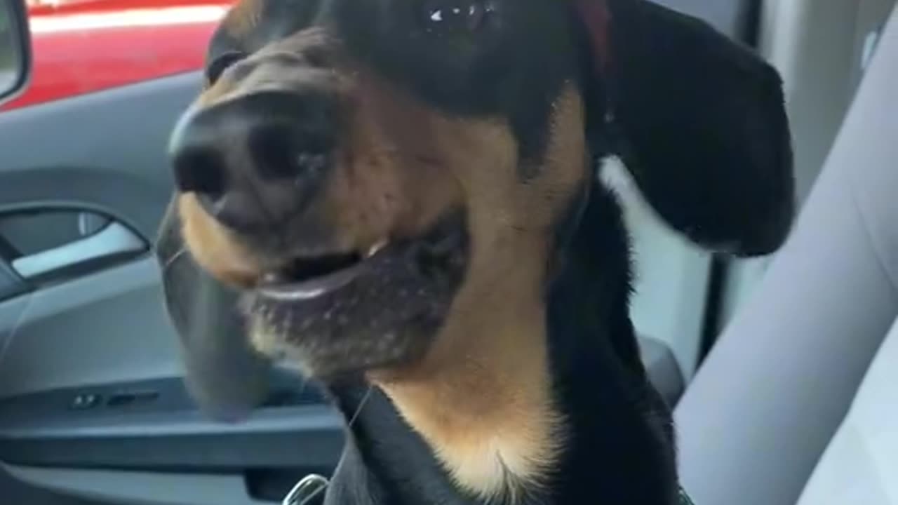 Dog sing his favourite song