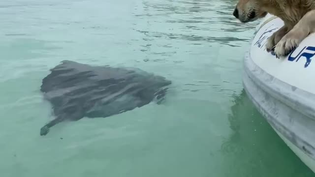 Sting Ray Bahamas