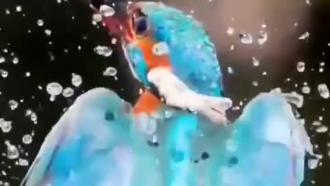 NATURE videos