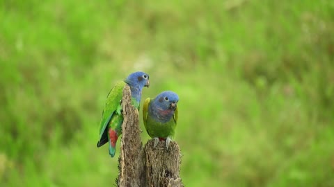 Two funny Green parrot and nature