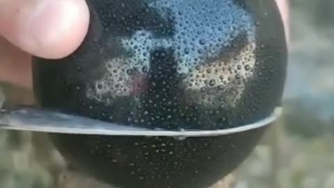ফল ফল কিছু