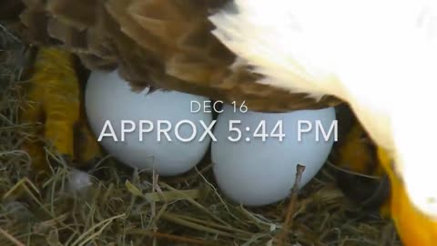 Bald Eagles Romeo & Juliet Welcome Peace to the Nest- Watch the Eaglet Hatch!