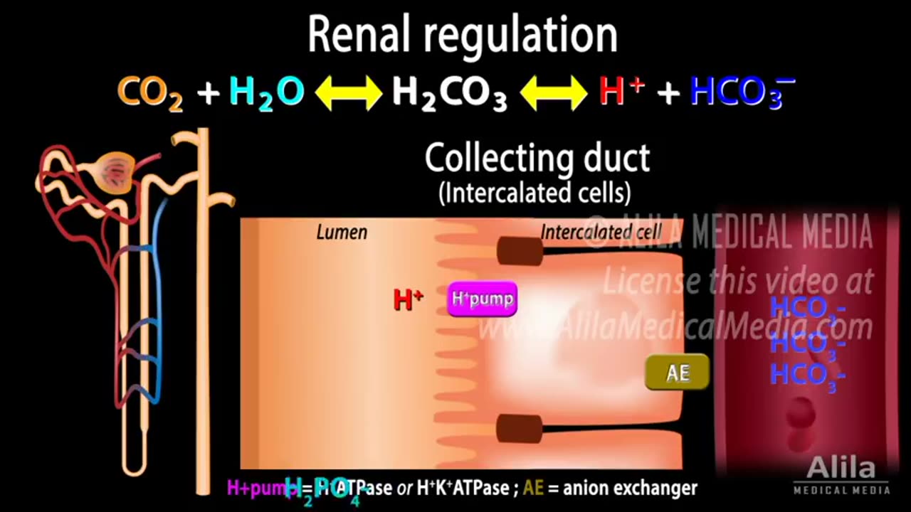ACID-BASE BALANCE IN THE BLOOD: kidney and respiration