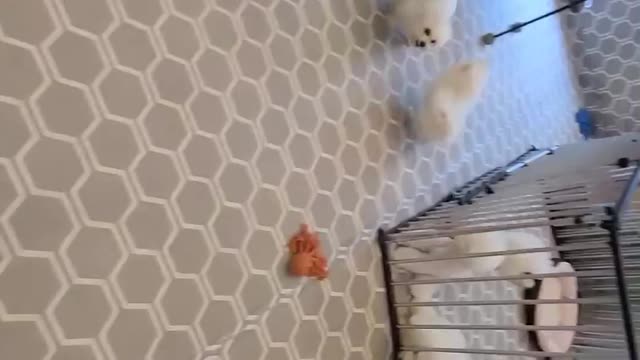 An active and fast dog