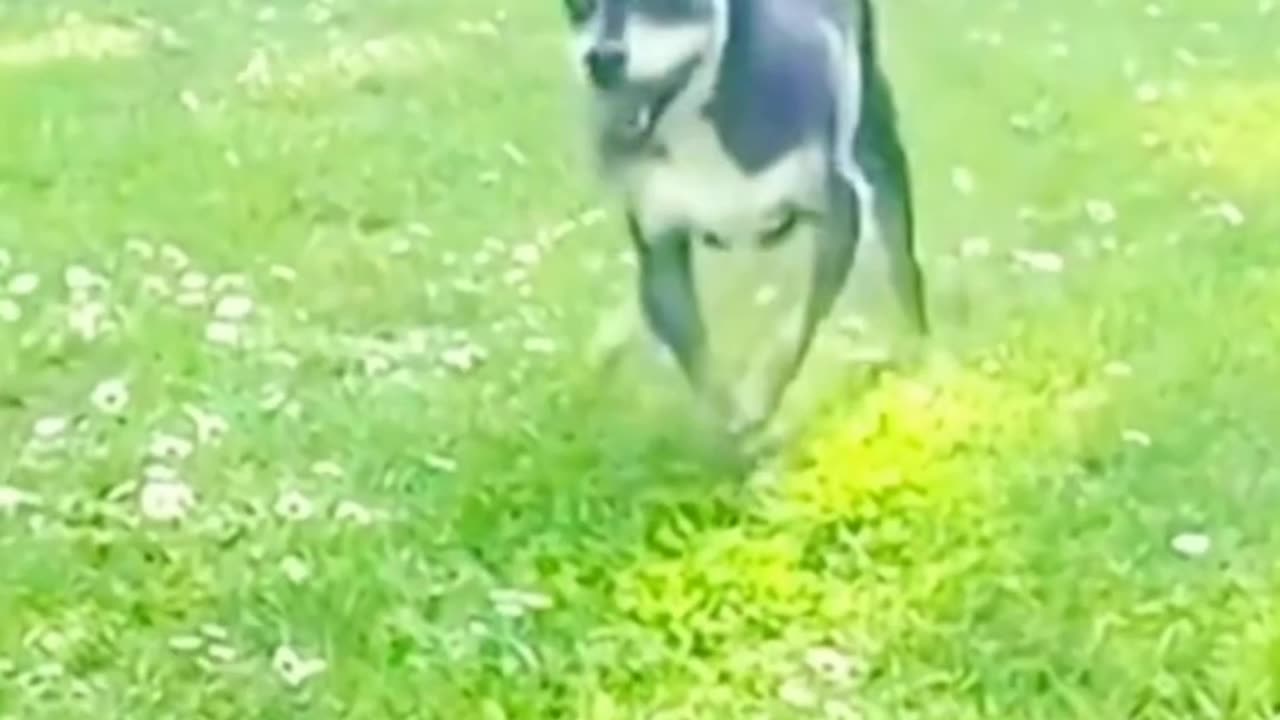 Funny Animal Compilations🤣 I Funny Cats😻 , Funny Dogs🐶 , Funny Pets😺