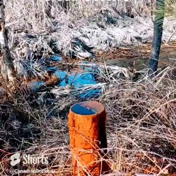 Well, stem in the bush.