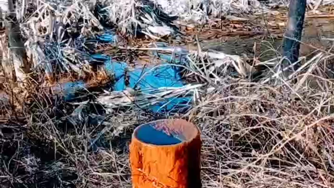 Well, stem in the bush.