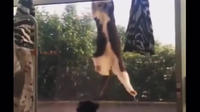 the heavy struggle of a cat.