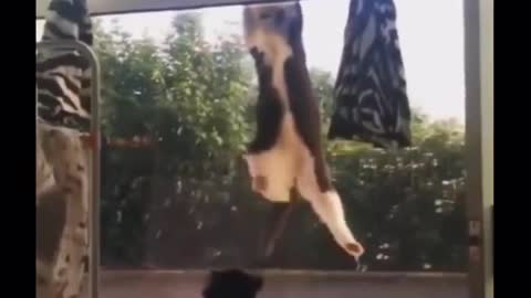 the heavy struggle of a cat.