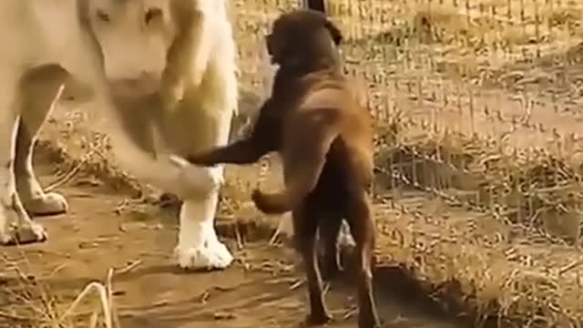 Funny Pet Tiktok Trending 2021