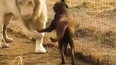 Funny Pet Tiktok Trending 2021
