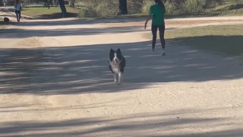 Happy Doggie Follows The Wrong Owner