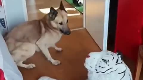 Funny pets 🐱 😂😂🤣👽🦎