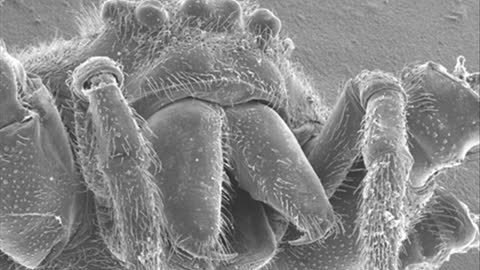 Dam Üstüne Cul Serer - Mehmet Calmasir