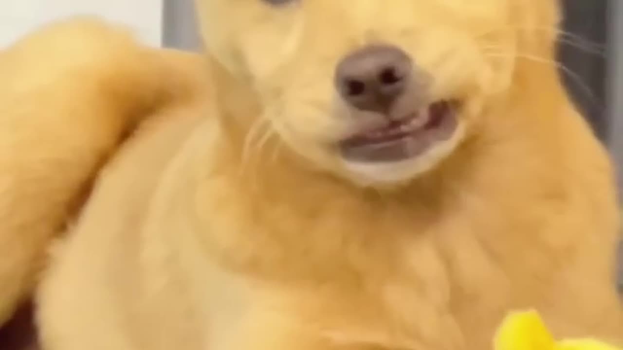 Funny cats and dogs funniest Animals videos 2023