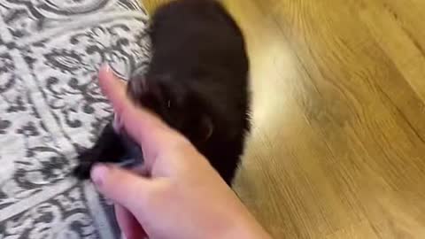 Pet Mink Obsessed with Finger