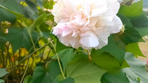 FLOWER GARDNING OUTDOORS VIDEO CLIP NATURE FLOWER