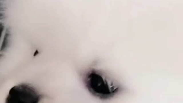 Your little cutie is here
