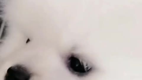 Your little cutie is here
