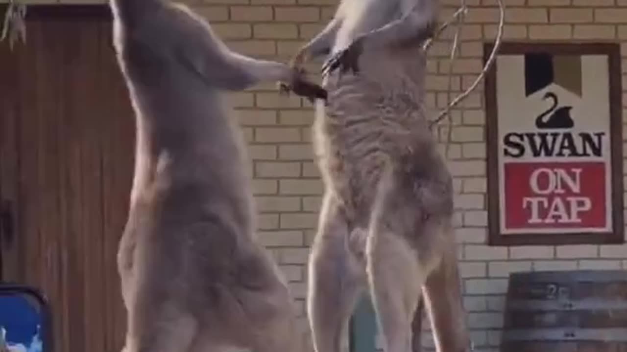 Funny animal video/ kangaru fighting each other