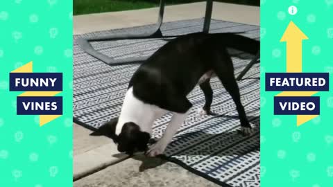 TRY NOT TO LAUGH - Best Funny Animals of The YEAR!