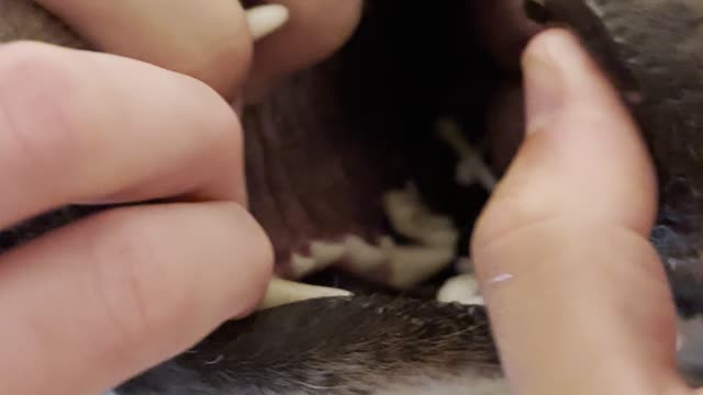 Doggo Thinks Cotton Swabs are Delicious