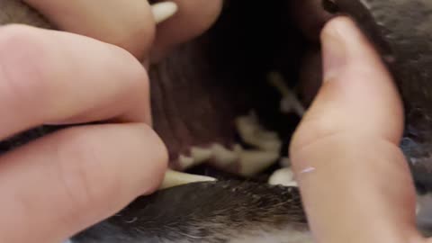 Doggo Thinks Cotton Swabs are Delicious