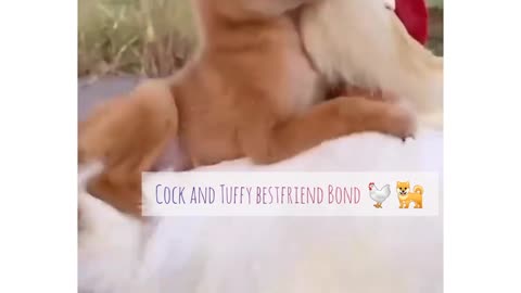 Omg Bestfriend Bond it always stays together 🥺🐶