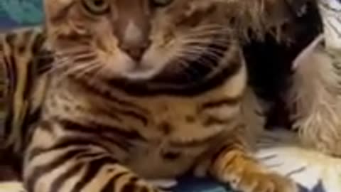 Animal funny video
