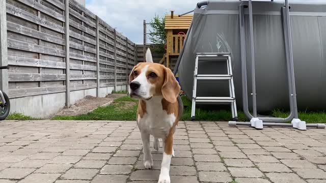 Beagles vs Buzz & Woody in REAL LIFE Animation