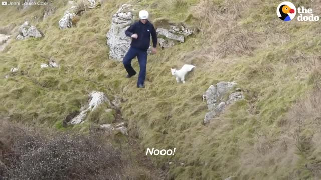 Goat Mom Waits for Baby to be Rescued from Cliff The Dodo