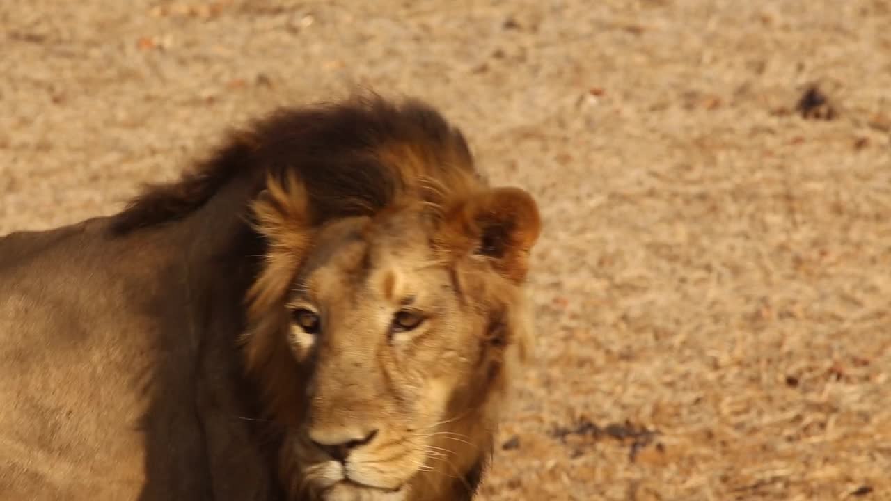 Lion Standing on the Field