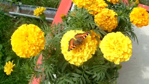 Butterflies and flowers