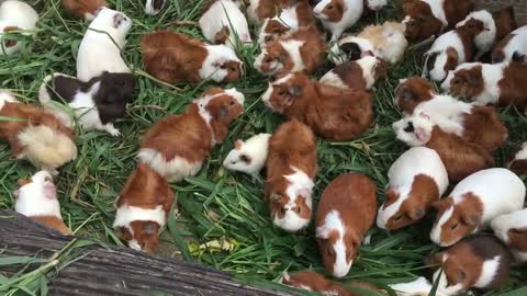 10 FACTS About GUINEA PIGS ?? Some May Surprise You!