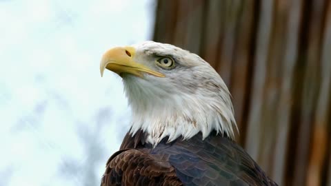 Birds In Close View