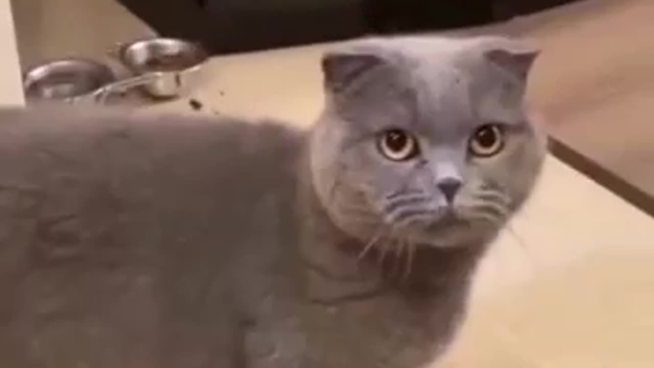 Cat funny videos 🤣🤣