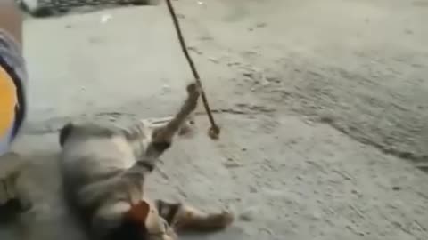 Funniest cats🐱In The World😂 Funny and Fails Pets Video #shorts