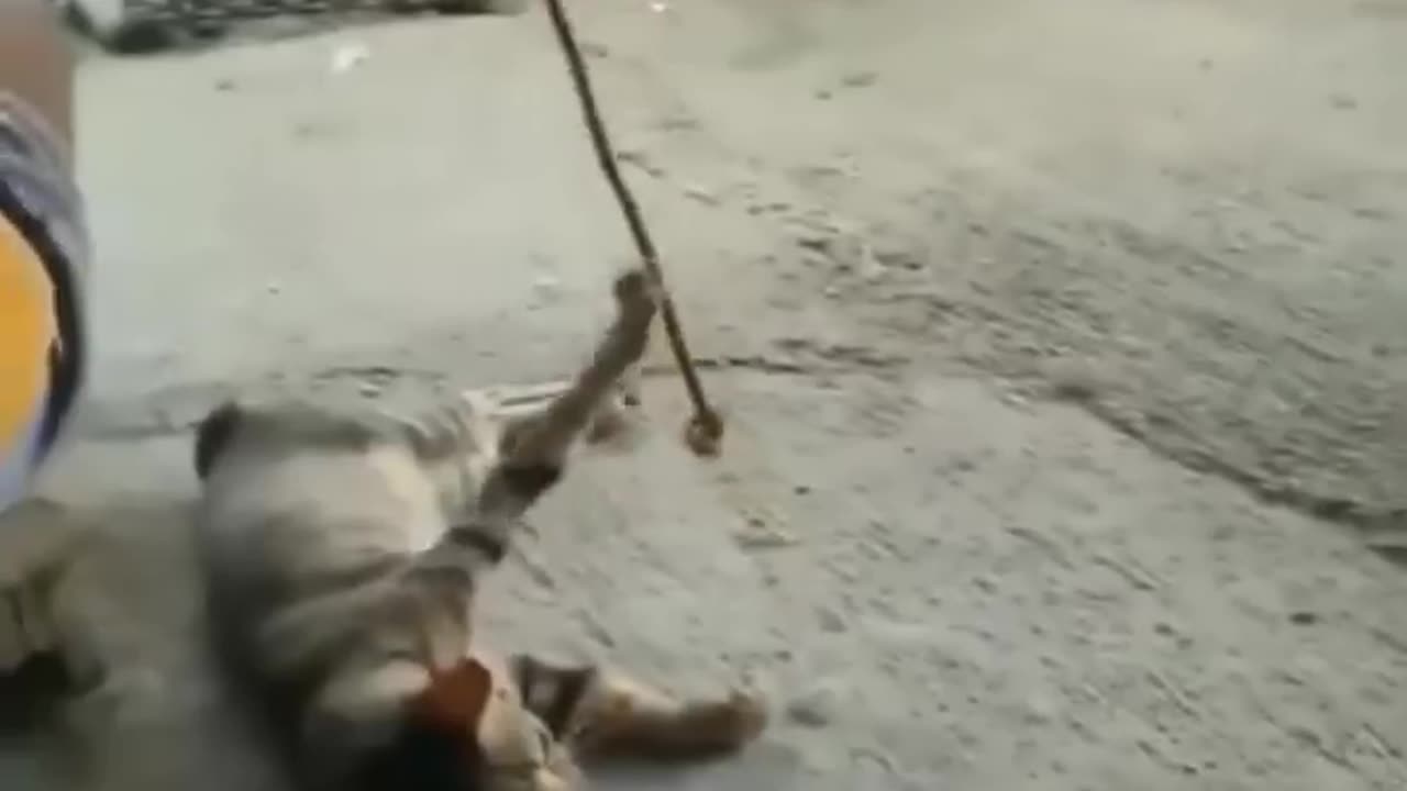 Funniest cats🐱In The World😂 Funny and Fails Pets Video #shorts