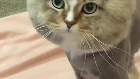 rawrrrrr