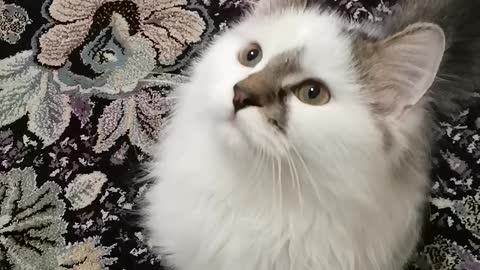 Cat animal funny