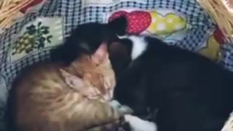 Good pets