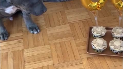 It's a dog's birthday, too