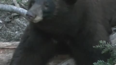 Submission #2 - Father Daughter Bear Hunt