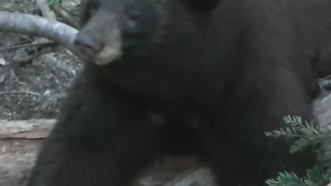 Submission #2 - Father Daughter Bear Hunt