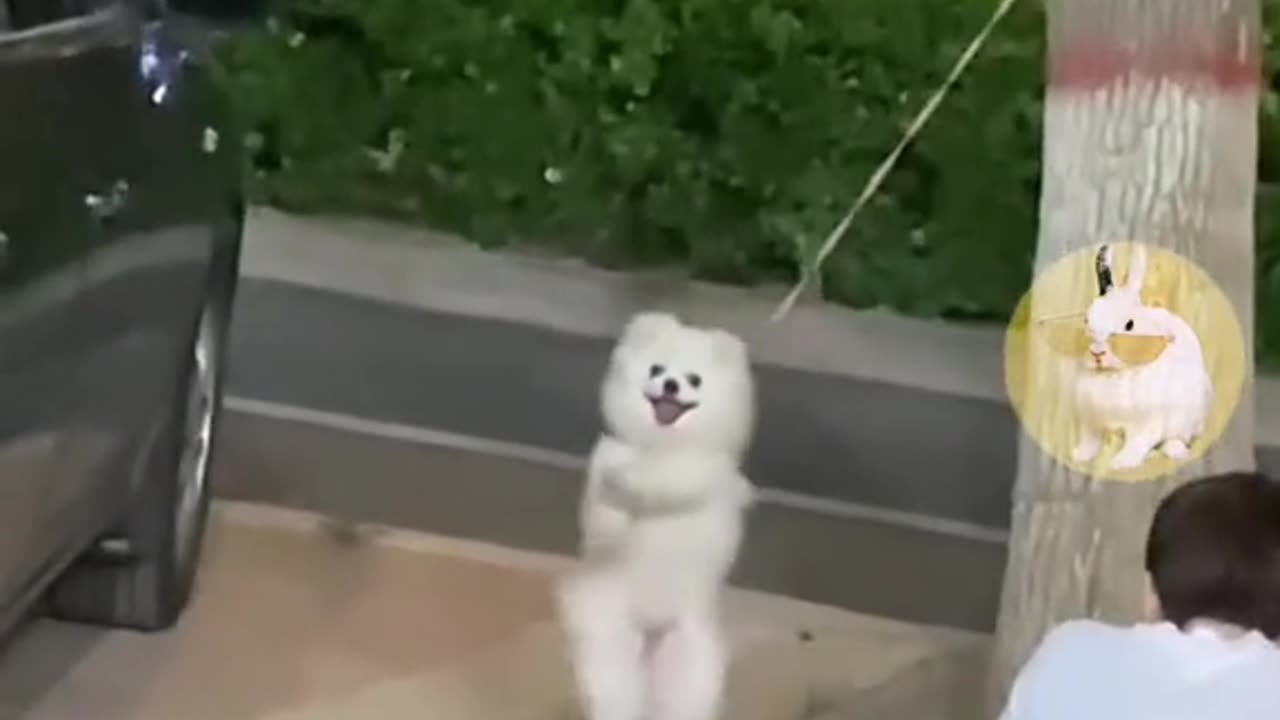 Cute Funny Pets attraction