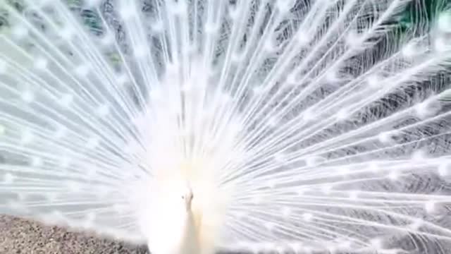 Very beautiful white peacock.#peacock #scenery #fyp #foryou