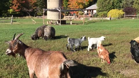 Maman chèvre qui crie et cherche ses petits