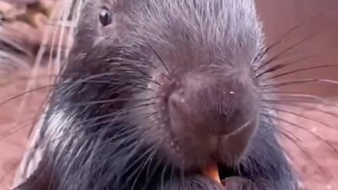 It’s a baby porcupine I believe 🥰